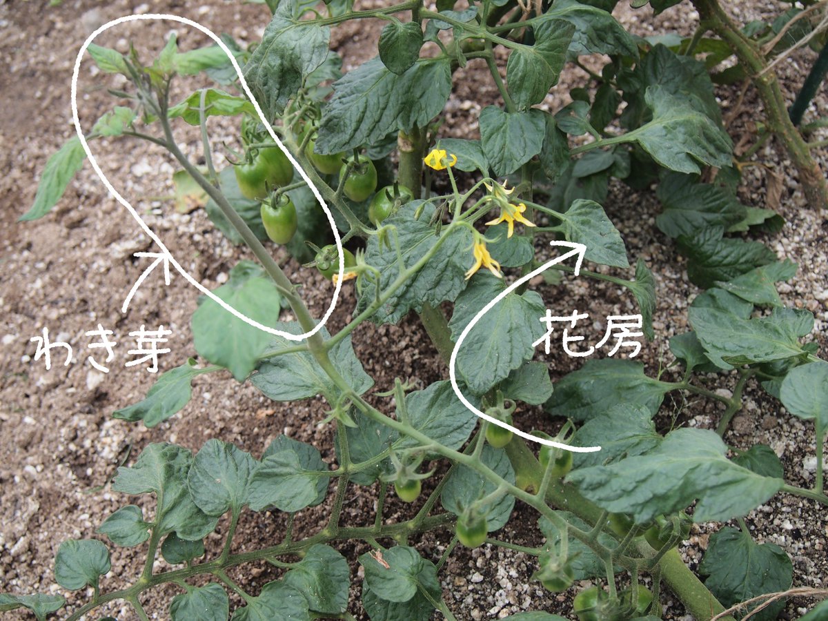 Zuizui ミニトマトの脇芽 1本仕立てにすべくこまめに処理しているはずなのに めっちゃ伸びてる脇芽発見 2日前に脇芽 チェックしたはずなのにおかしいなぁと思ったら 花房の途中から脇芽が伸びていた トマトの生命力 こんなところからも脇芽がでるんだ