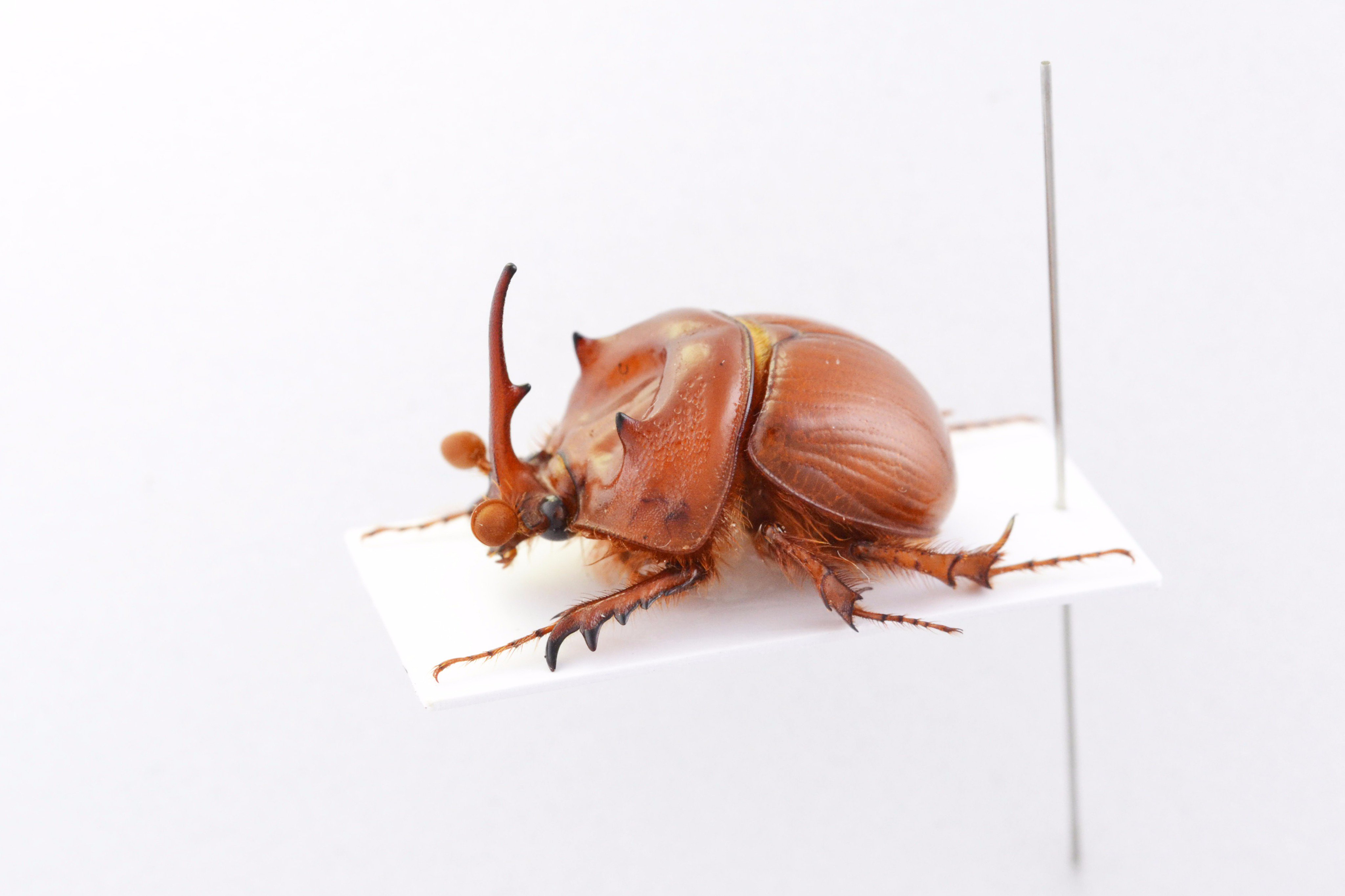 Coleoptera7777 on X: 