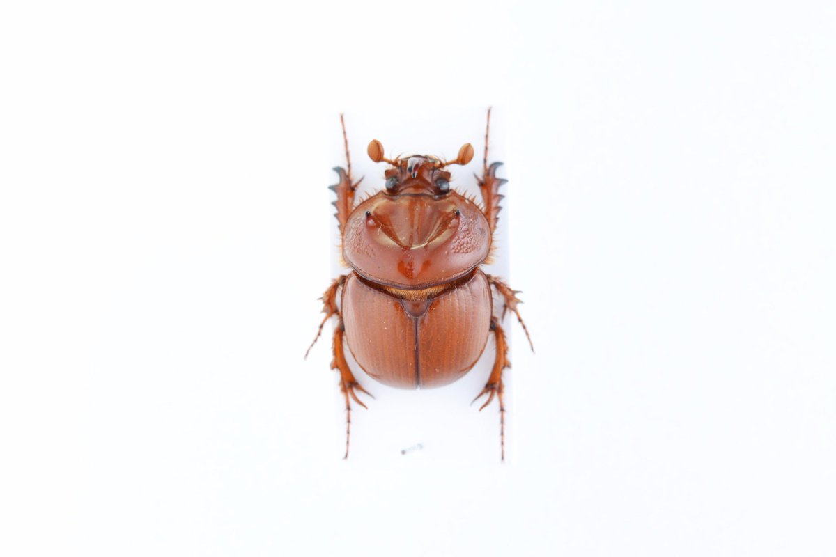Blackburnium cavicolle オーストラリアのムネアカセンチコガネ