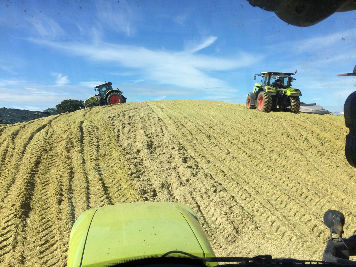 stevenbrummitt's tweet photo. Final bit of rolling on the Rye clamp before the fun job of sheeting it down @farmerwellsie @NJLawrence89 @fredz682 https://t.co/BUEcAEgHNY