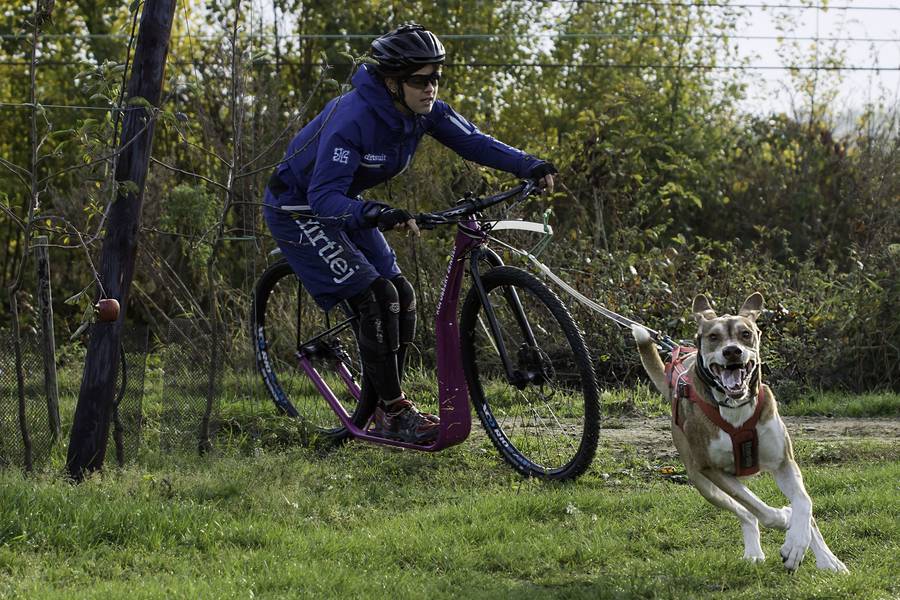 mainlike's tweet photo. Das hält Zwei- und Vierbeiner fit https://t.co/DRYq6YMkB0 #hundesport #zughundesport #dogfrisbee #agility #crossdogging #hund #sport https://t.co/pyp9r0fBXS