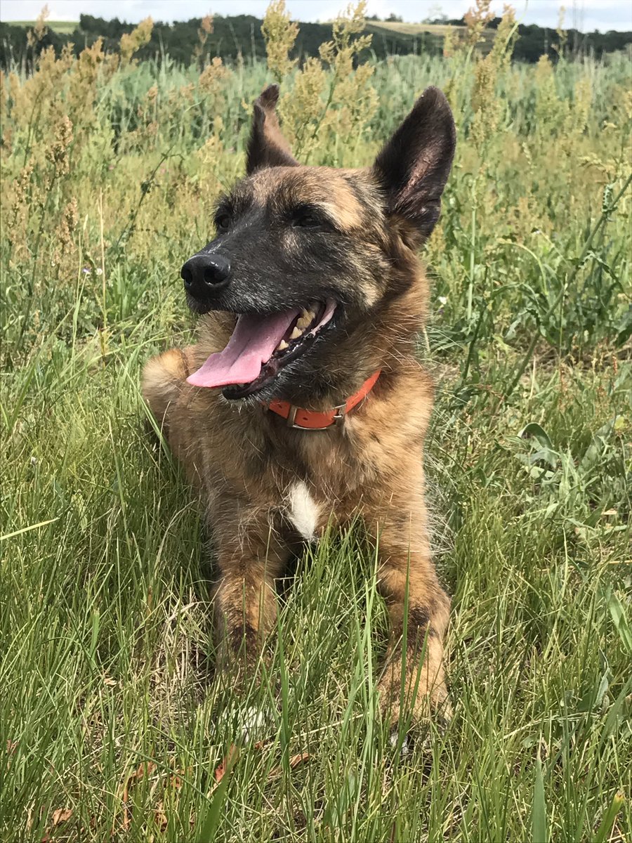 miraundemma's tweet photo. 🐾 guten Morgen ☺️schönen Tag euch allen! https://t.co/tgQHD6lJXK