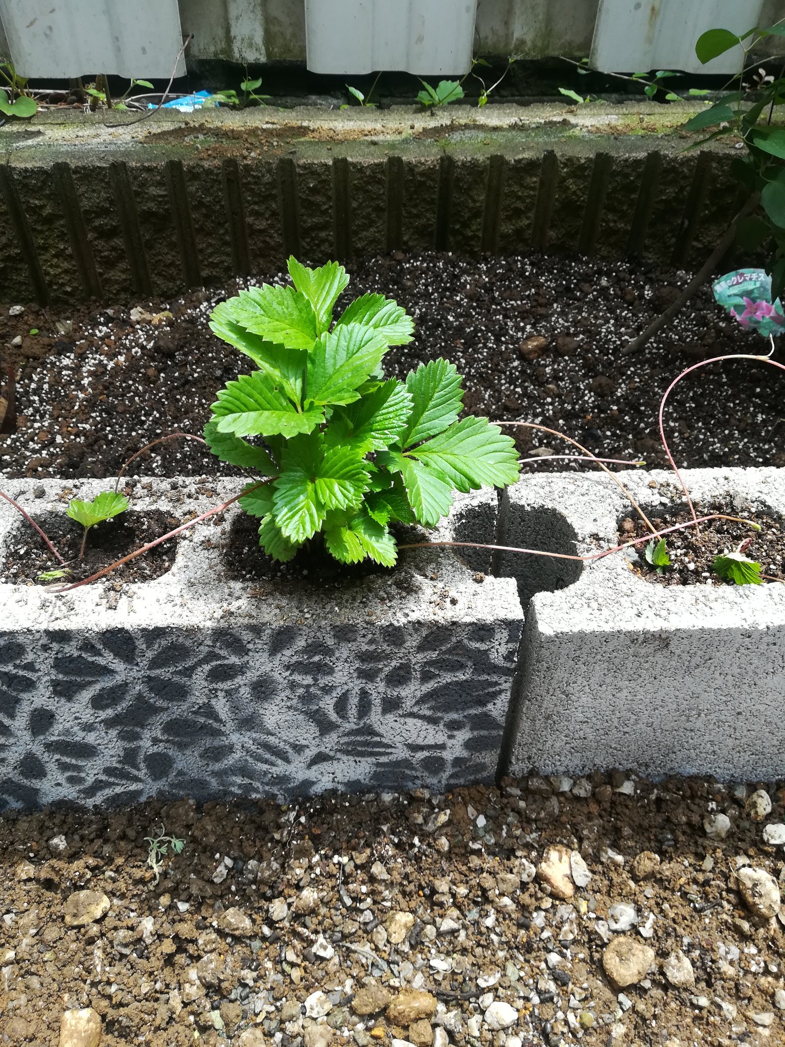 のりちゃん ブロックにワイルドストロベリー植えた ランナーびゅんびゅん出てんの レンガ70個じゃやっぱり寂しいから45個足した 真ん中にほじくり返した化粧砂利集めて回りにヒメイワダレソウ植え直した よせばいいのにミニトマト キュウリ のりちゃん ブロックにワイルドストロベリー植えた ランナーびゅんびゅん出てんの レンガ70個じゃやっぱり寂しいから45個足した 真ん中にほじくり返した化粧砂利集めて回りにヒメイワダレソウ植え直した よせばいいのにミニトマト キュウリ