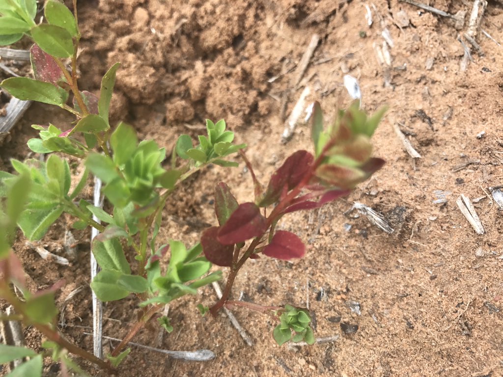 Any lentil experts. Any ideas why some leaves are red. Variety bolt.