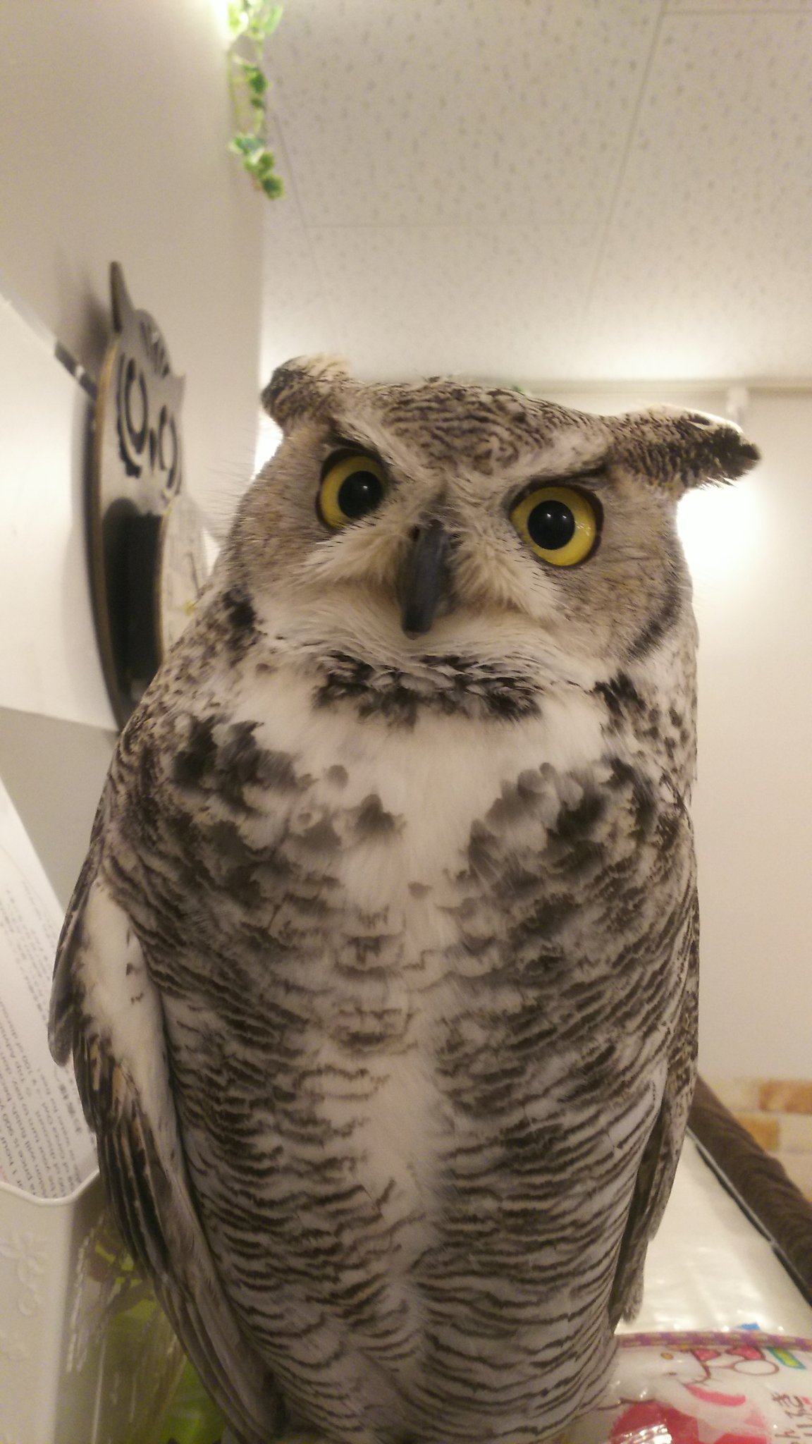 ギンザアウル 羽の生え変わりの次期で 白くなくなったような気がするニックさん もっと白いはずなんですけどね ギンザアウル 銀座 ふくろう ミミズク アメリカワシミミズク 換羽 白 Ginzaowl Ginza Owl Owlcafe T Co Futwcfvvdj