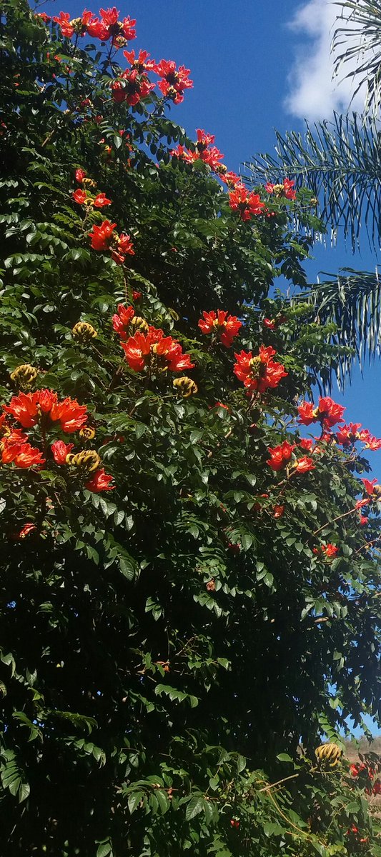 #alguémsabedizerquearvoreéssa?#