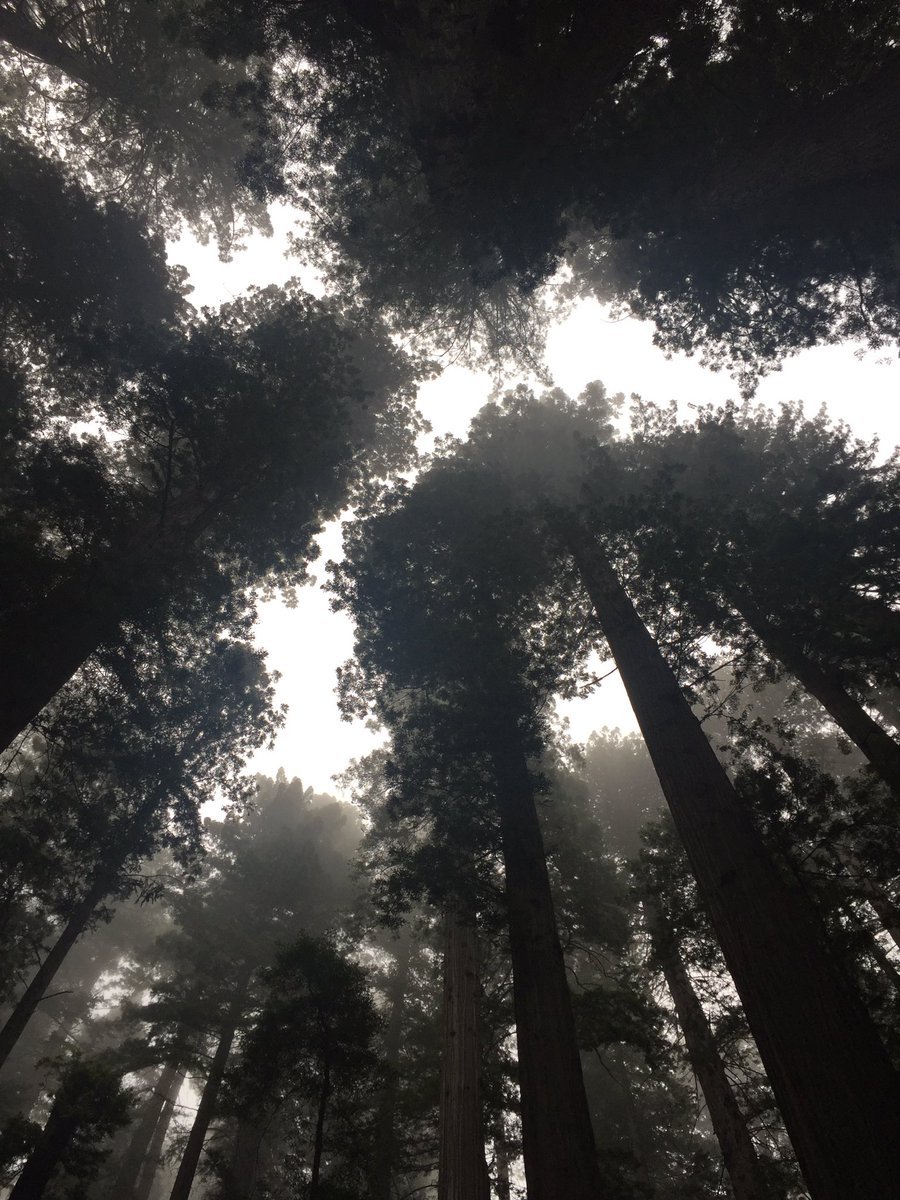 Why have I never been here before? #redwoods