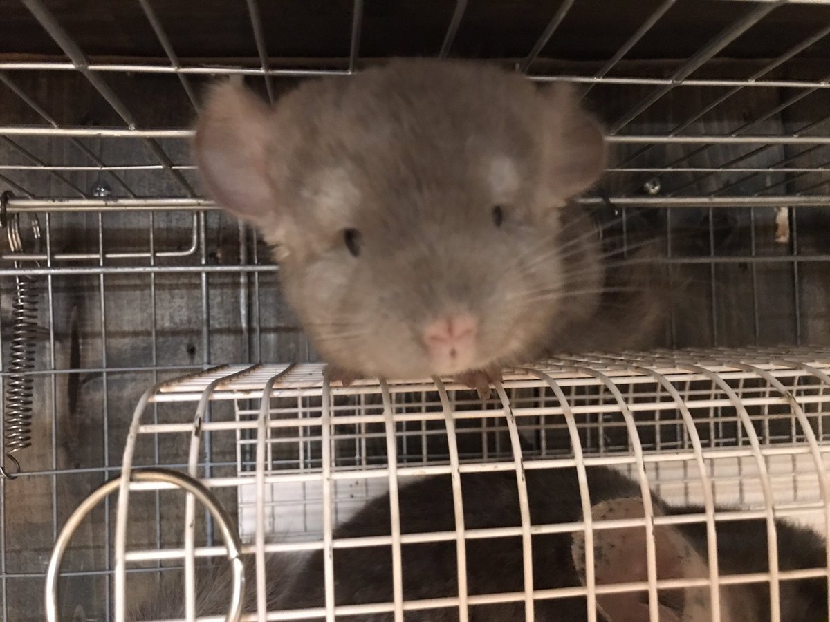 小動物カフェrock Star ウチの毛玉のベビーちゃん １ヶ月半 隙間に挟まって遊んでるところです 目の小さいところがお父さんそっくり笑 チンチラ 小動物 T Co Yzmenj5hrw Twitter