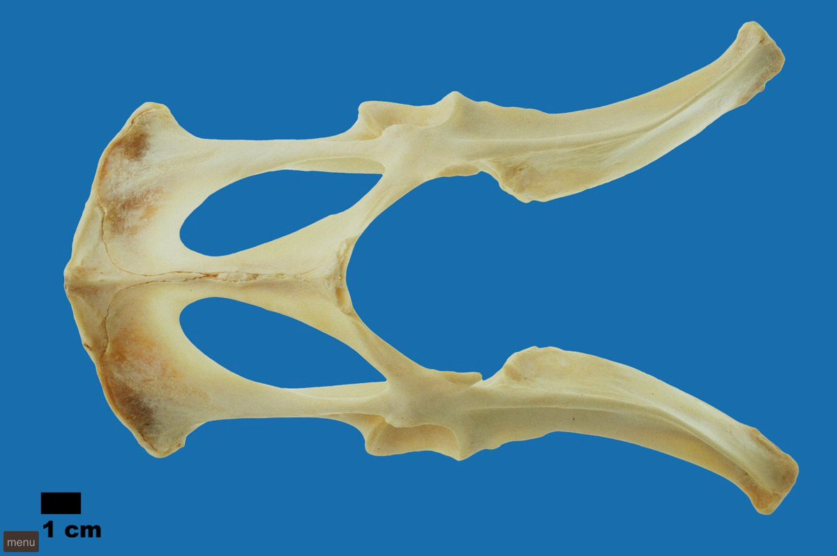 oz_zooarch's tweet photo. Great resource for Australian #zooarchaeology: mammal bone image database contains >550 images of 25 marsupials.
https://t.co/UpOg4QohKG https://t.co/ObXttQa11Z