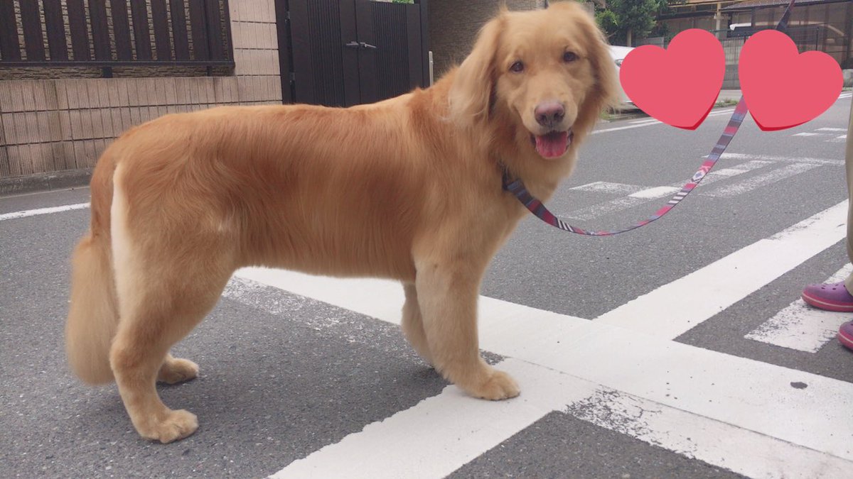 tamago_321's tweet photo. トリミングしに行ってきた🐶🐾
サッパリしてテンション高めなたまご😎🎉 https://t.co/QmByC3aHuH