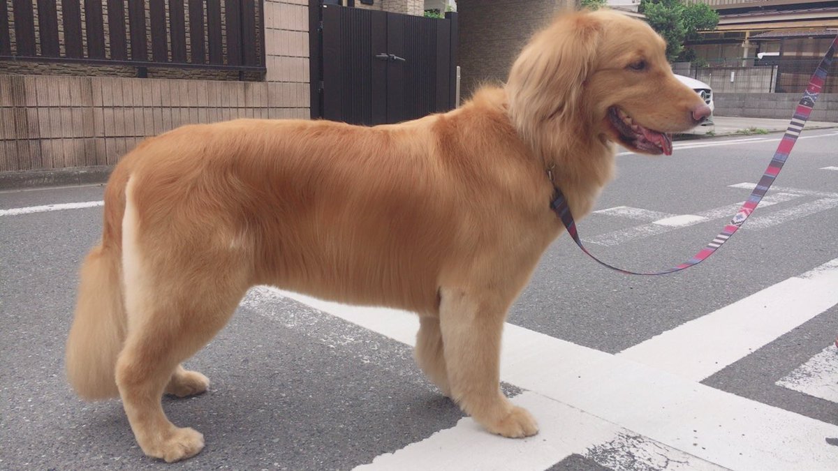 tamago_321's tweet photo. トリミングしに行ってきた🐶🐾
サッパリしてテンション高めなたまご😎🎉 https://t.co/QmByC3aHuH