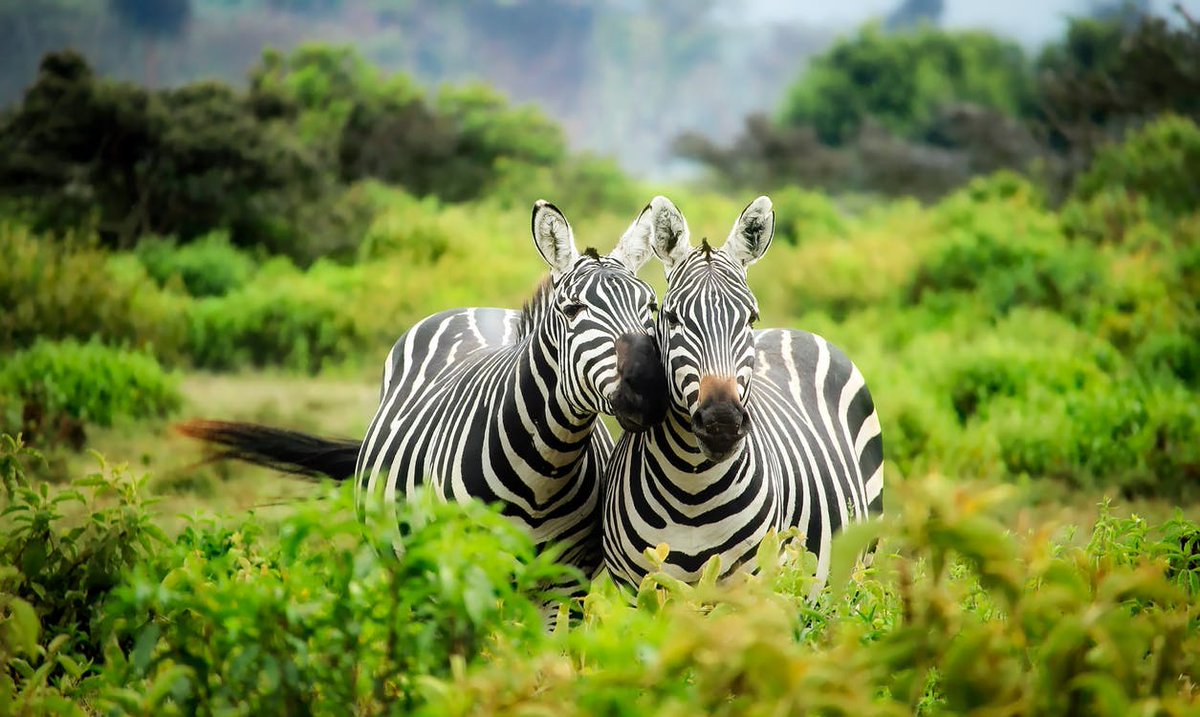 Wild Life by Origin Wine is named after the wild spirit which makes the African continent truly unique. Image: pixabay.com/tpsdave