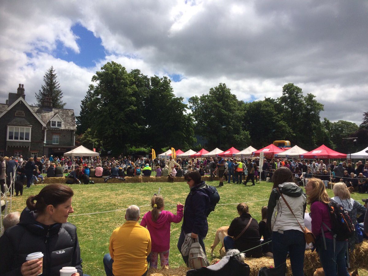 Zak the Collie Dog tweet media