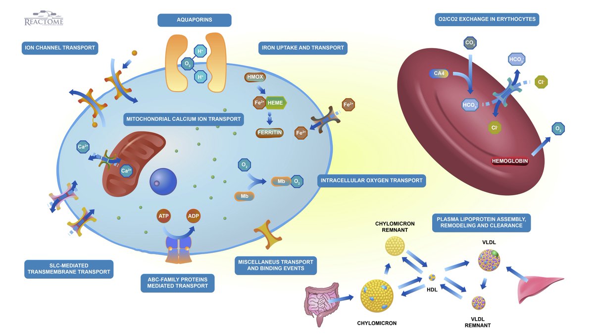 reactome's tweet image. Many mechanisms can move a molecule, see our transport of small molecules pathway illustration reactome.org/PathwayBrowser… #Biology #usereactome