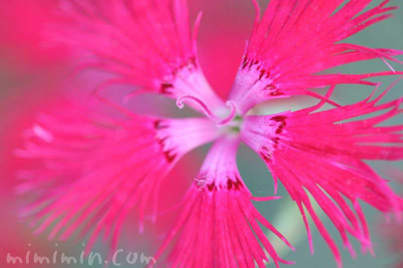 ヤマトナデシコ