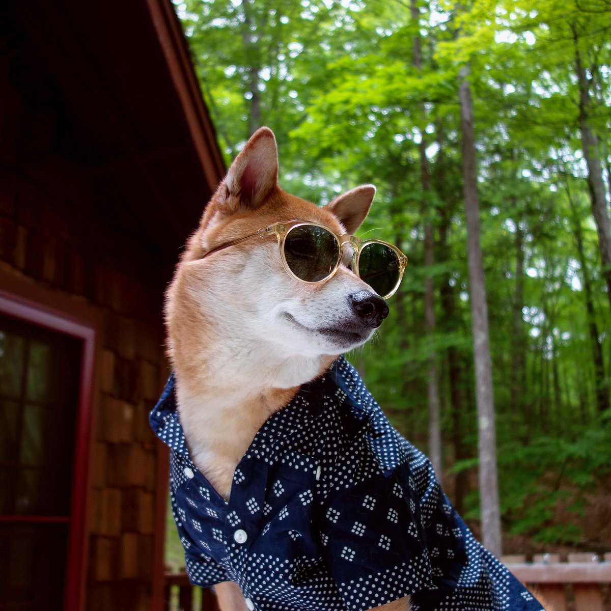 Menswear Dog on Twitter: "Don't mean sound conceited or anything but this must be one of my best angles 😎✨ #fierce #workit https://t.co/s3W53YVcFX"