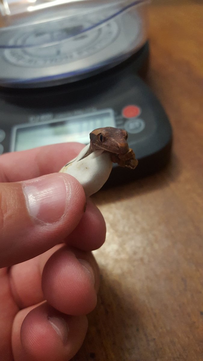 PCExotics's tweet photo. July will have a lot of clutches hatching! This one popped last night. #crestedgeckos #reptiles #rhacsonrhacsonrhacs https://t.co/HZH3FoJLSF