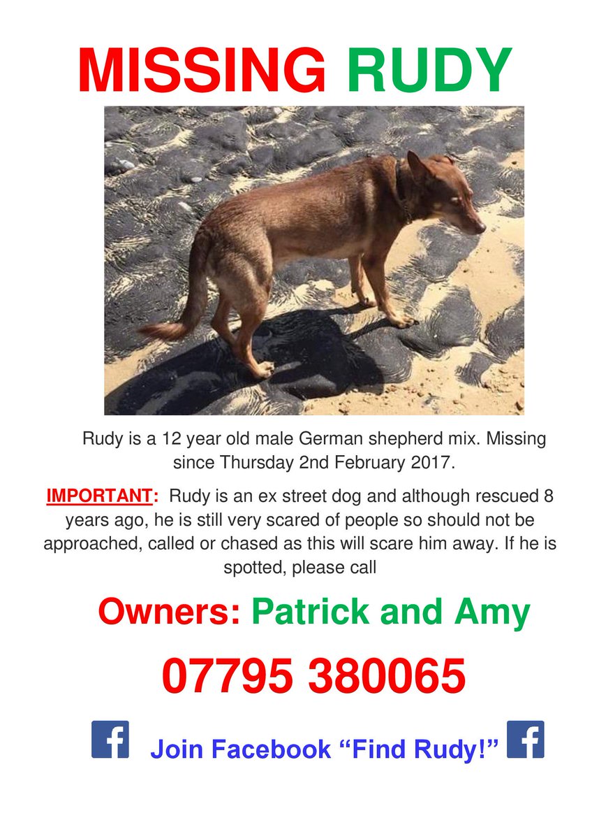 SueSowerby's tweet photo. Hello @HundonFC We have a #missingdog in the #Hundon #Suffolk area. Please RT &amp; help #FindRudy. Please also share with friends &amp; family https://t.co/0nXtQ9QYHW