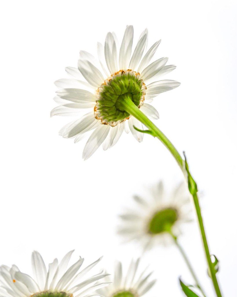 CityPhotog's tweet photo. Always looking up
.
.
.
.
.
#backyardworld #flower #VirginiaBeach #VaBeach #Va #CityOfVaBeach #loveVaBeach #visitV… https://t.co/Jt8skxfrT5 https://t.co/Lbxie5MGzI