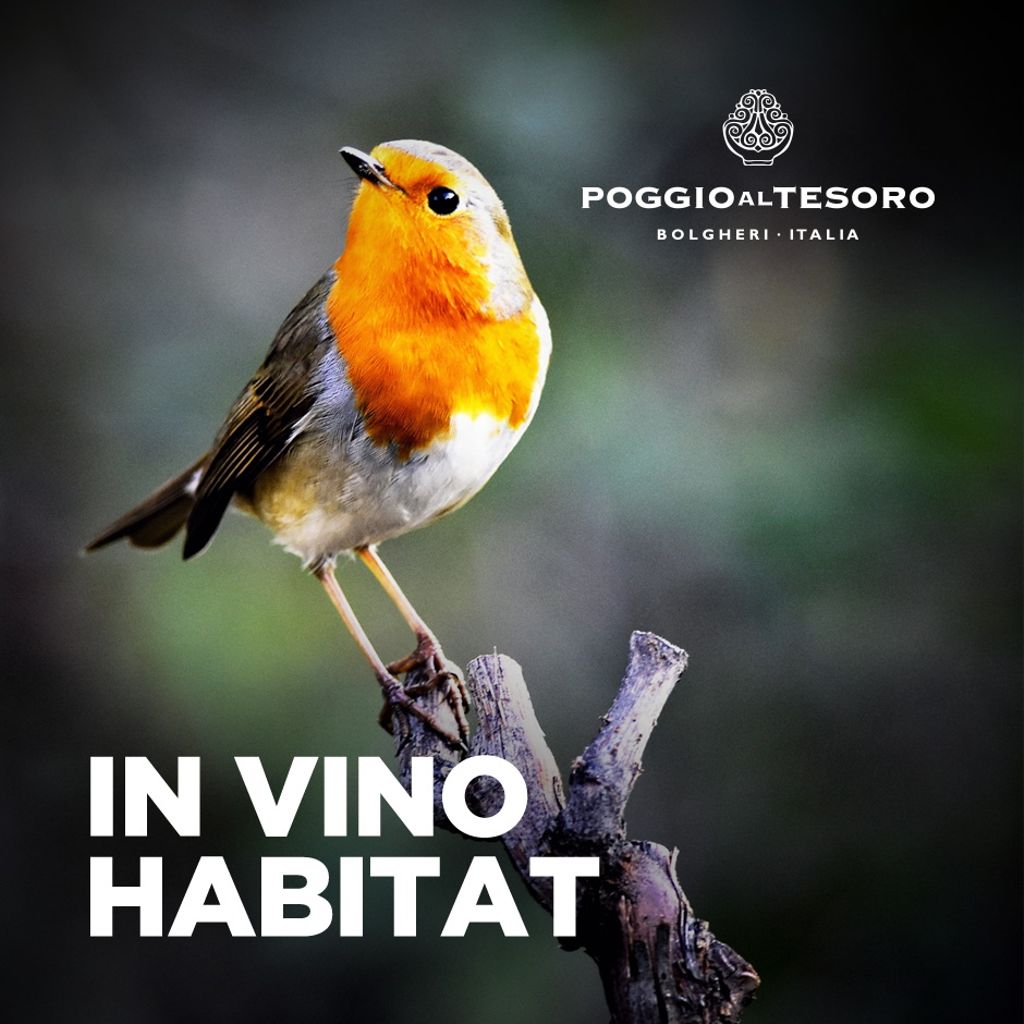 Se non capite perchè canto, provate a guardarvi intorno.
#poggioaltesoro #invinohabitat #natura #nature #environment #green