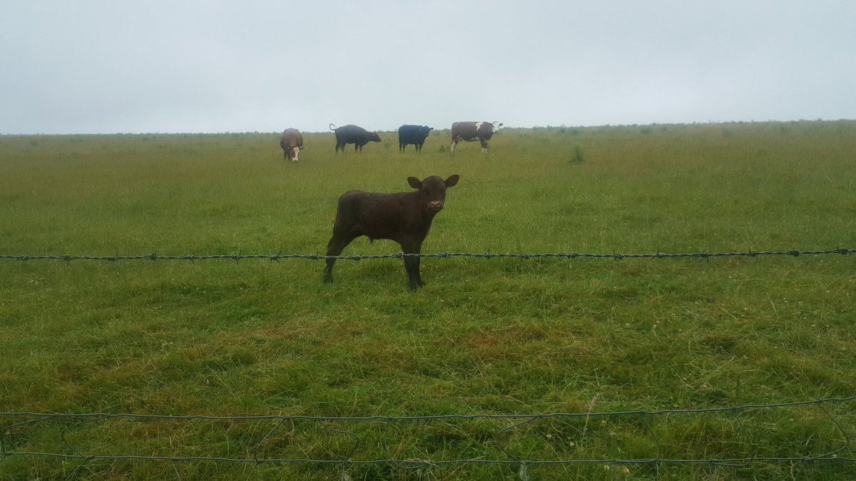 DottyFrog_Decor's tweet image. Baby calf 😊😊😊