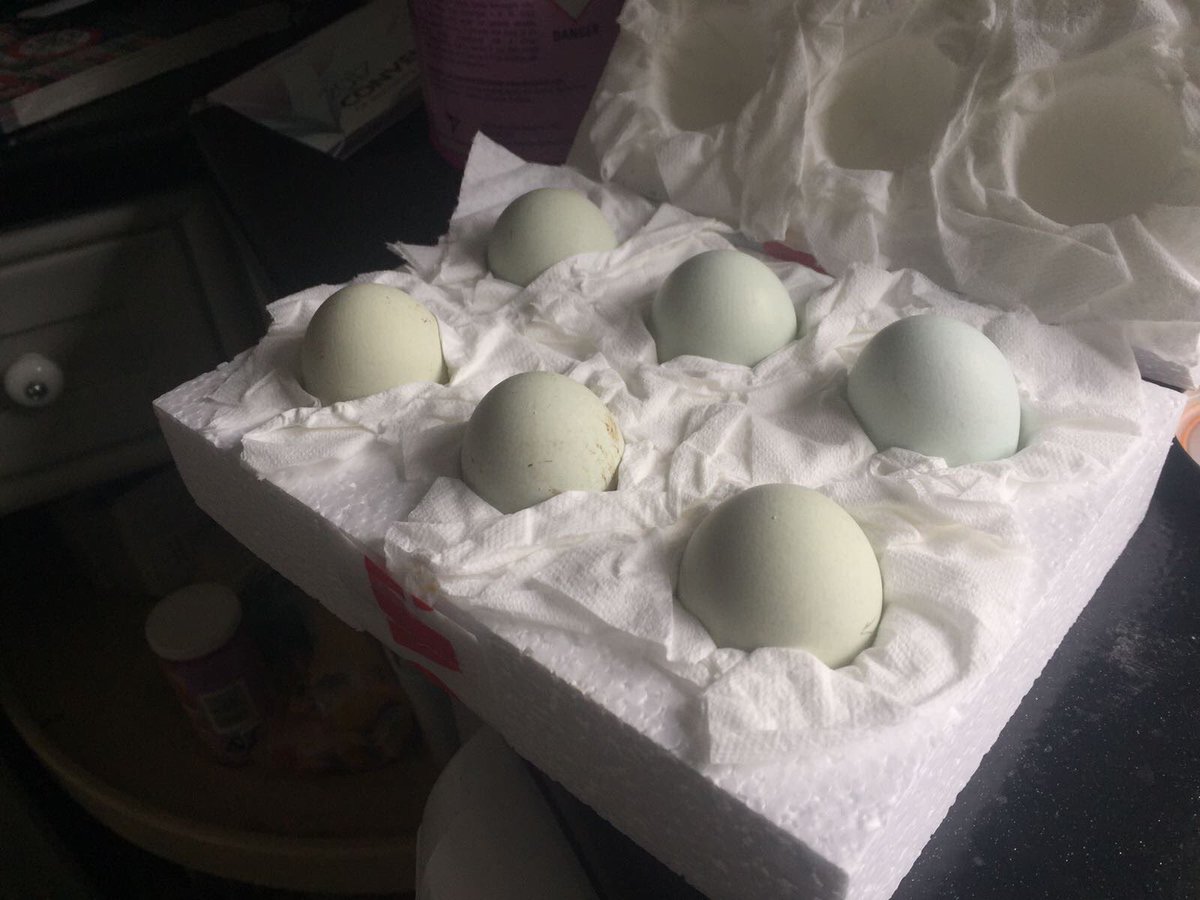 Ted's Homestead tweet media