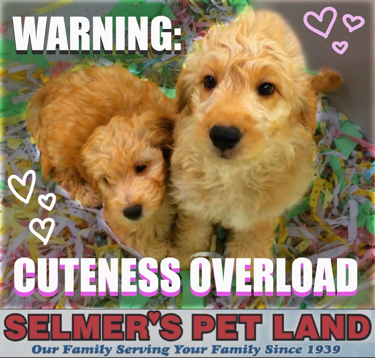 selmers petland puppies