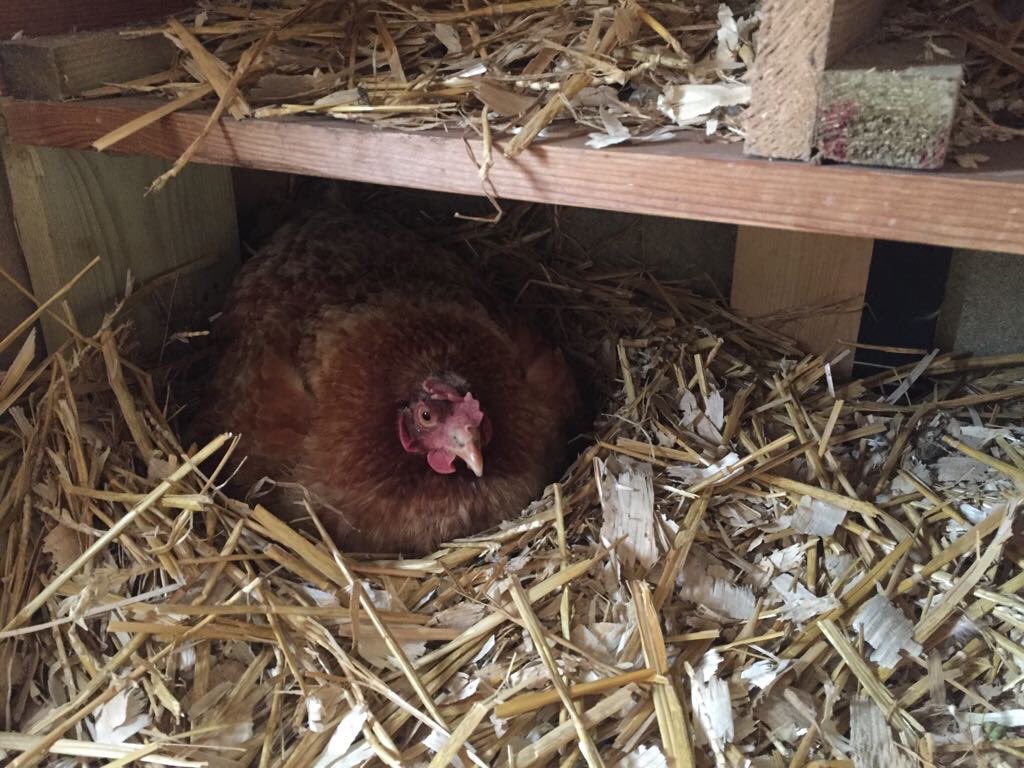 Ted's Homestead tweet media