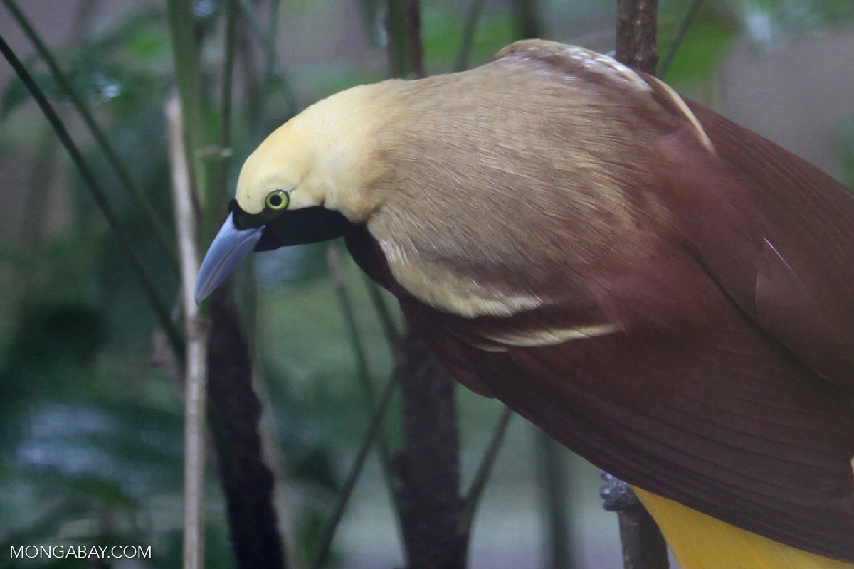 mongabay's tweet photo. Papua governor takes birds-of-paradise off the market: https://t.co/T9b3goB1u6 https://t.co/BujQQZa7Z6