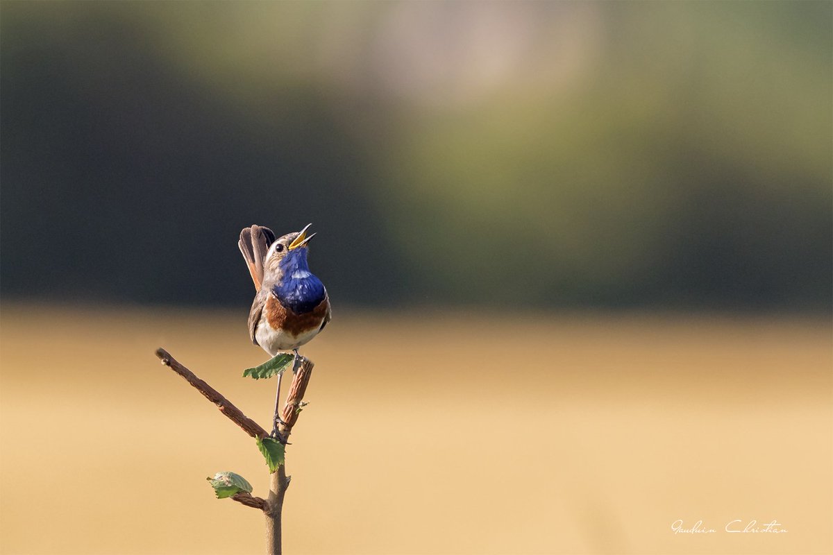 j'adore chanter ( gorge bleu a miroir )
