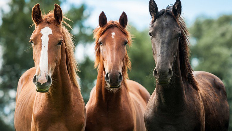agrotwit's tweet photo. Saiba como resolver cólica equina

https://t.co/dw8m6Nd5Jj

#cólica
#equina
#comoresolver
#oquefazer
#dicas https://t.co/I5mvgsJ82O