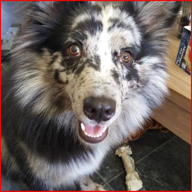 DE_HERENIGING's tweet photo. โบ HERENIGD!
HOND DENAG (chip)
teef, Collie (aangereden)
#BINGELRADE #LI Merkelbeekerstraat
#DHver 18/7/16 https://t.co/dnSZwRObdb https://t.co/ZB3DFZoeyu
