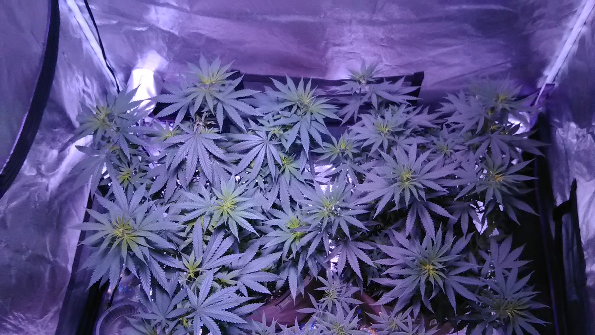 UnitFarm tweet picture
