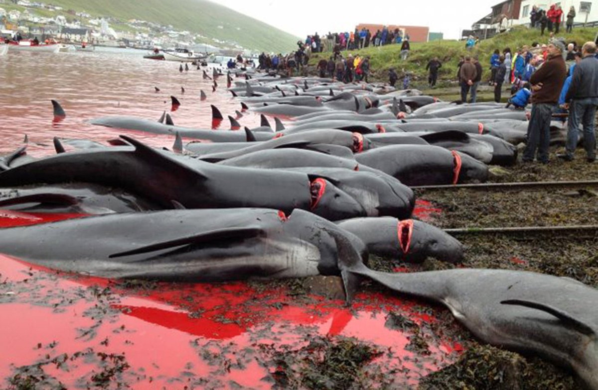 Сколько китов погибло. Фарерские острова забой дельфинов. Фарерские острова Гриндадрап. Фарерские острова убийство дельфинов.