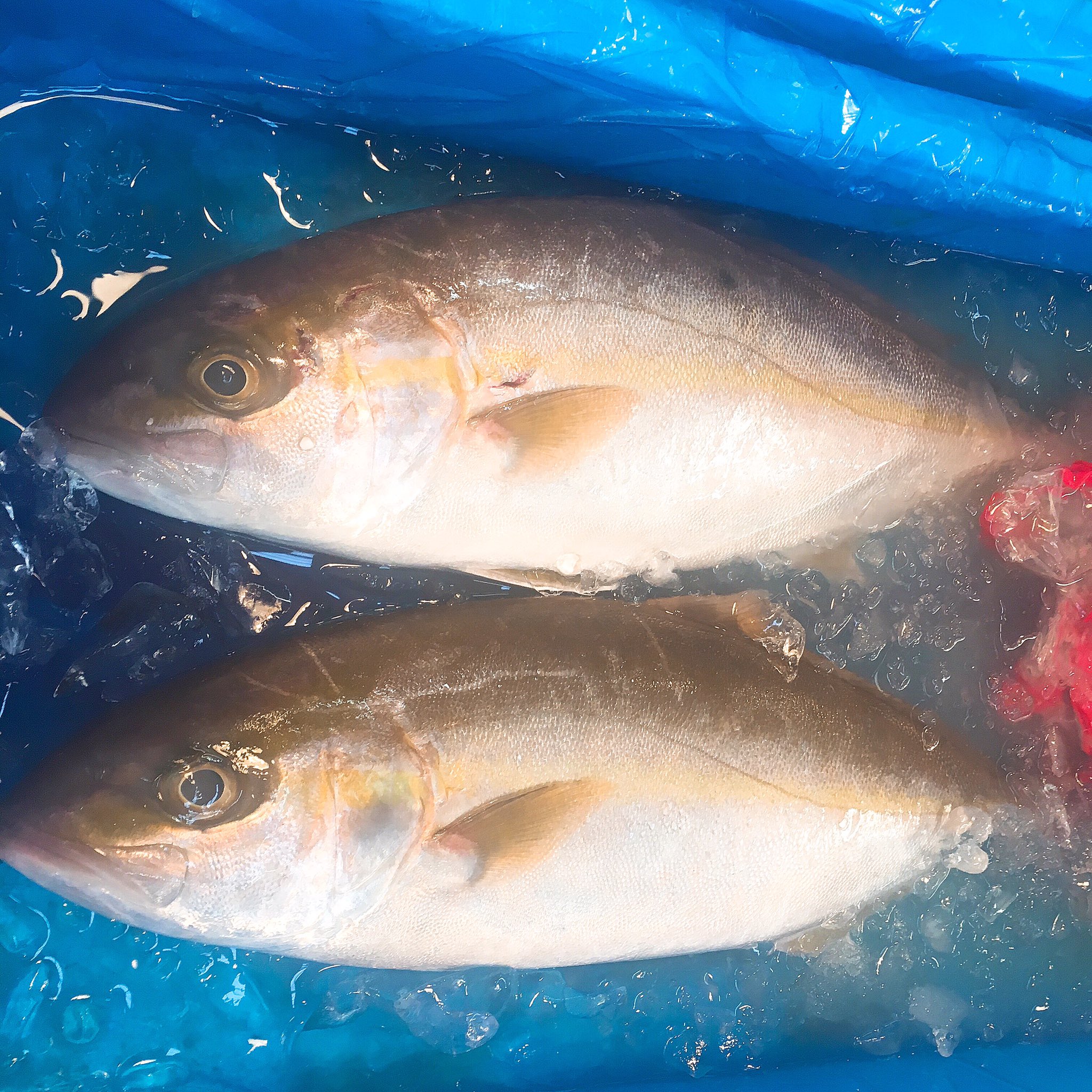 築地 寿賀半すかはん8159 Sukahan Fish Twitter