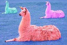 kittenruleslol's tweet image. who ever you are or whatever you are just remember : i will find your llamas and i will dye there fur pink