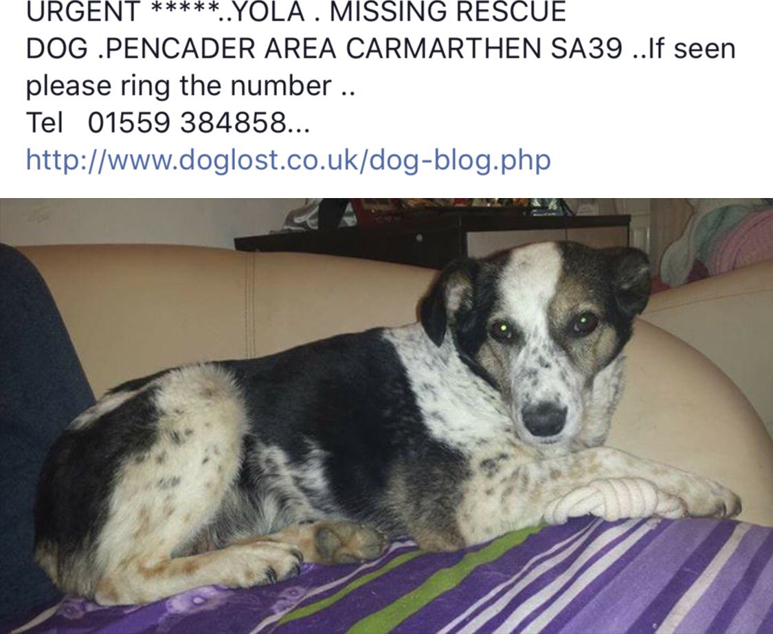 oldandfeelit's tweet photo. @millypod1 #Missing #Pencader #Carmarthen #SA39 #Rommierescue #dog https://t.co/qo7ISRRfos https://t.co/SQvaLer09e