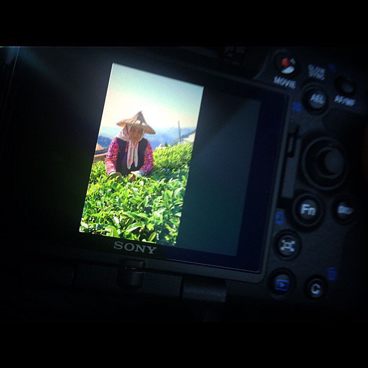 Omdat onze inkoper <a href="/KionaMalinka/">🅿販売 ⚜️実績360⚜️</a> alleen thee gaat zoeken over de hele wereld maakt ze zelf alle foto's van de beeldschone plantages! #taiwan