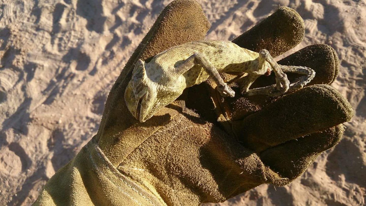 LorenaParralesF's tweet photo. La imagen habla por sí sola. Dolor y tristeza por nuestra Doñana #DonanaArde https://t.co/47Ls4j6NKo