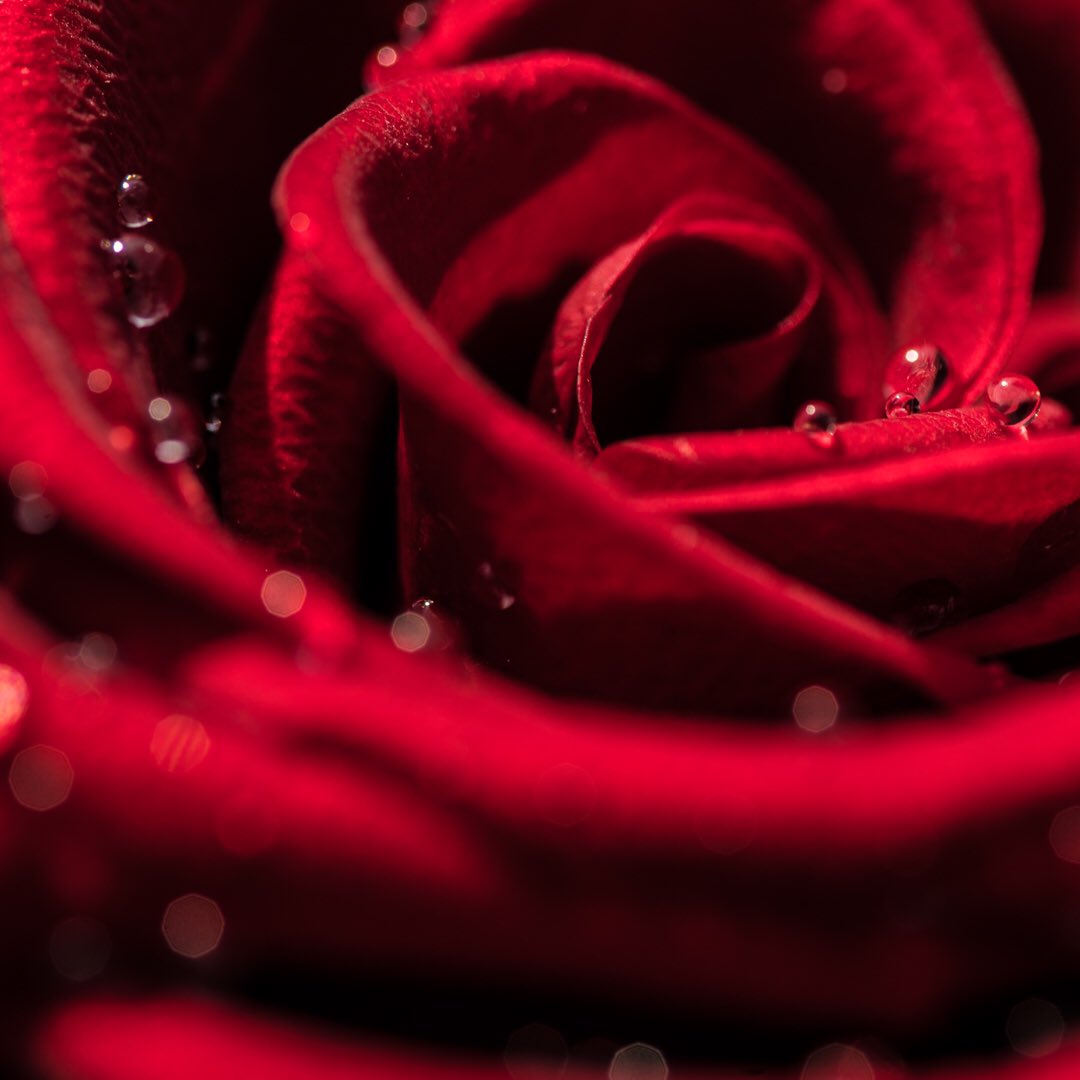 JoergZuber's tweet photo. A dance at the edge called love #flower #macro #passion #red #happymonday #floweraddict #marcoworld #nature #perfection #detail @opiumeffect https://t.co/ynDedYBF4Z