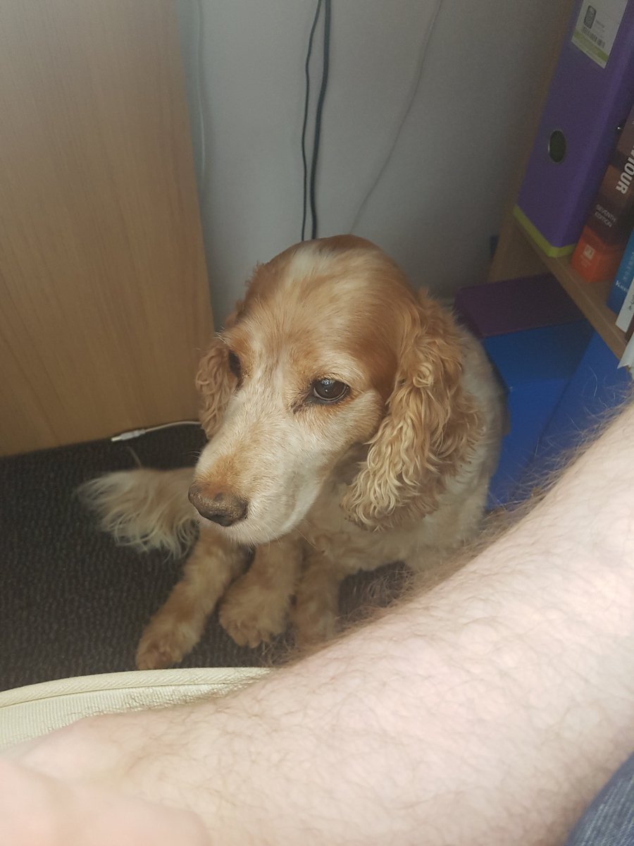 DrJRMoon's tweet photo. "You can do it Josh! Write that PhD!" #phdchat #DrPupper #phdlife https://t.co/czvtgOCyHS