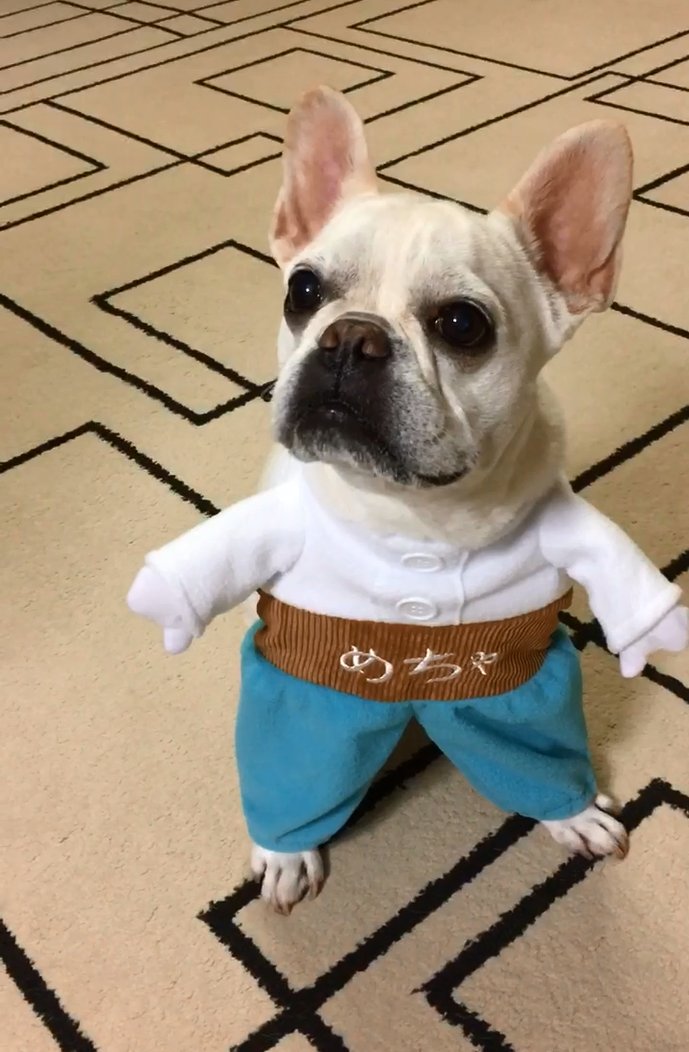 めちゃコミック めちゃコミ Twitter પર めちゃ犬コスプレをフレンチブルドックのはなびちゃんが着てくれました やはりフレブルにはよく似合いますね 歩く姿はyoutubeでも公開中 T Co Uooije6ckq めちゃコミ めちゃ犬コスプレ いぬ部 T