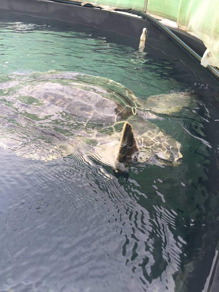angleseyseazoo's tweet photo. Emotional saying 'goodbye' to #MenaiTheTurtle in Gran Canaria -
We'll return in a couple of months to release her!
https://t.co/PhgHI9TzL8 https://t.co/gdqirpLihB