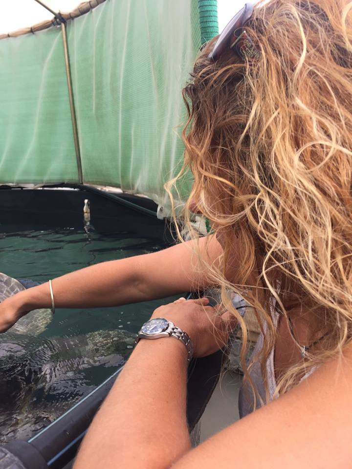 angleseyseazoo's tweet photo. Emotional saying 'goodbye' to #MenaiTheTurtle in Gran Canaria -
We'll return in a couple of months to release her!
https://t.co/PhgHI9TzL8 https://t.co/gdqirpLihB