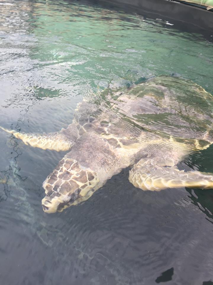 angleseyseazoo's tweet photo. Emotional saying 'goodbye' to #MenaiTheTurtle in Gran Canaria -
We'll return in a couple of months to release her!
https://t.co/PhgHI9TzL8 https://t.co/gdqirpLihB