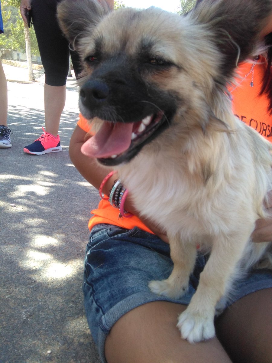 Alguien reconoce a esta preciosidad? Parece que llegó anoche huyendo de la pirotecnia...