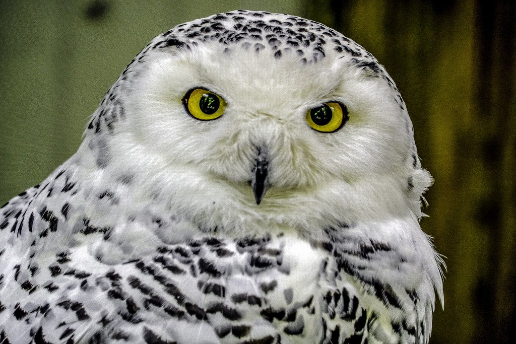 BirdLife_News's tweet image. The Red List is constantly evolving. Check out our Globally Threatened Birds Forum to see how you can contribute birdlife.org/globally-threa…