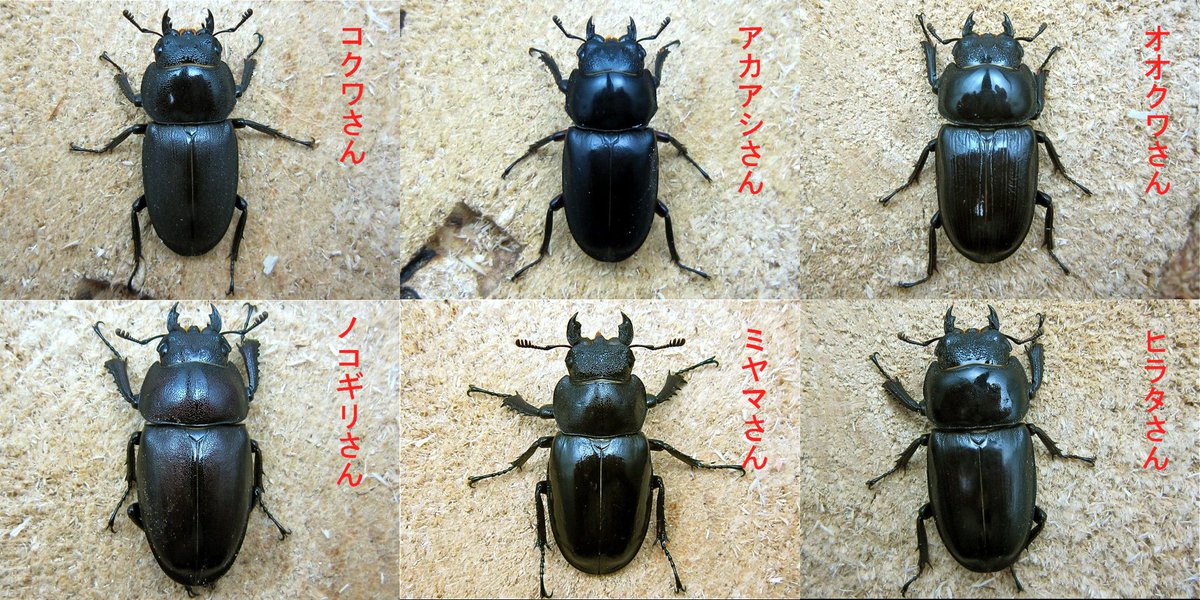 クワガタ の メス の 種類