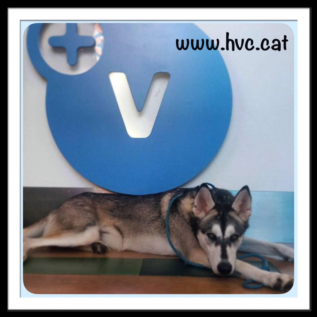 GOSesport's tweet photo. El Hospital Veterinari de Catalunya, uno de los nuestros patrocinadores, mejora su equipo médico, incorporando el TAC!Grandes profesionales! https://t.co/X8mrgEUUFU