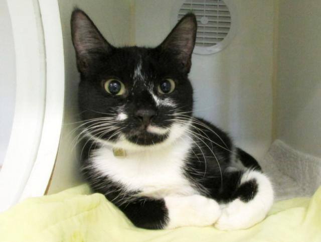 Catherine_Riche's tweet photo. MINI – A1115517 - might BE KILLED TODAY unless fostered/adopted! Please RT-pledge-foster-adopt! #NYC #CATS

https://t.co/w8lBBmDwG5 https://t.co/9d8cSb3MFI